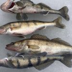 ВЕСЕННИЙ СУДАК НА РЫБИНСКОМ ВОДОХРАНИЛИЩЕ ВЕСЕННИЙ СУДАК НА РЫБИНСКОМ ВОДОХРАНИЛИЩЕ