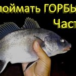 Как поймать горбыля на спиннинг? Часть 2