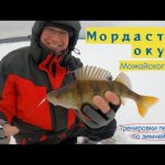 Мордастые окуни Можайки на тренировках перед Чемпионатом России по блесне