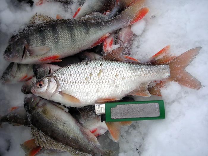 рыбалка в морозово закрыта рыбалка в морозово закрыта