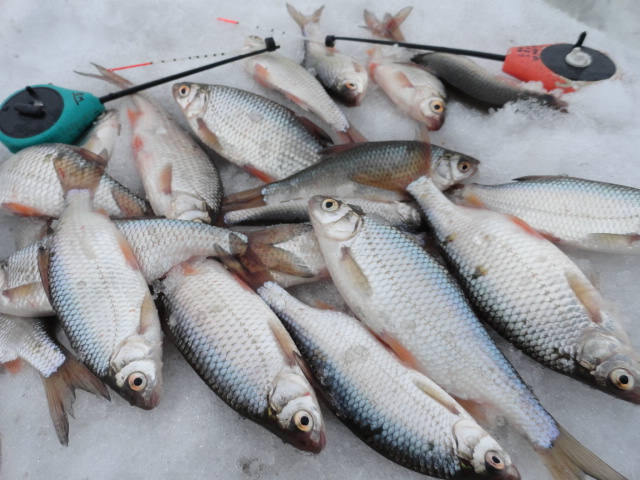 рыбалка в морозово форум рыбалка в морозово форум