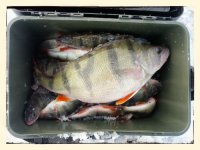 как сварить мормыш на рыбалку как сварить мормыш на рыбалку