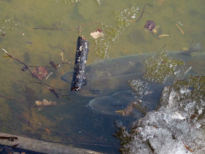 щука весной на водохранилище щука весной на водохранилище