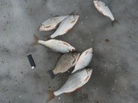 ловля сороги на опарыша ловля сороги на опарыша
