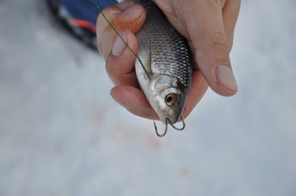 Купить Живца В Новосибирске Для Рыбалки Где