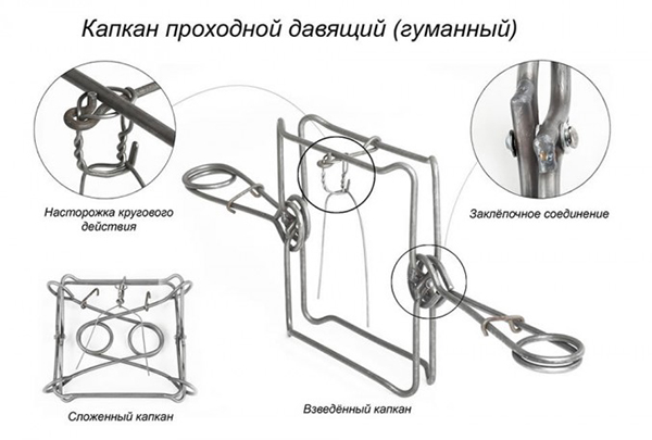 Сделать гуманный капкан Сделать гуманный капкан