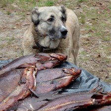 А лещи да, хороши!