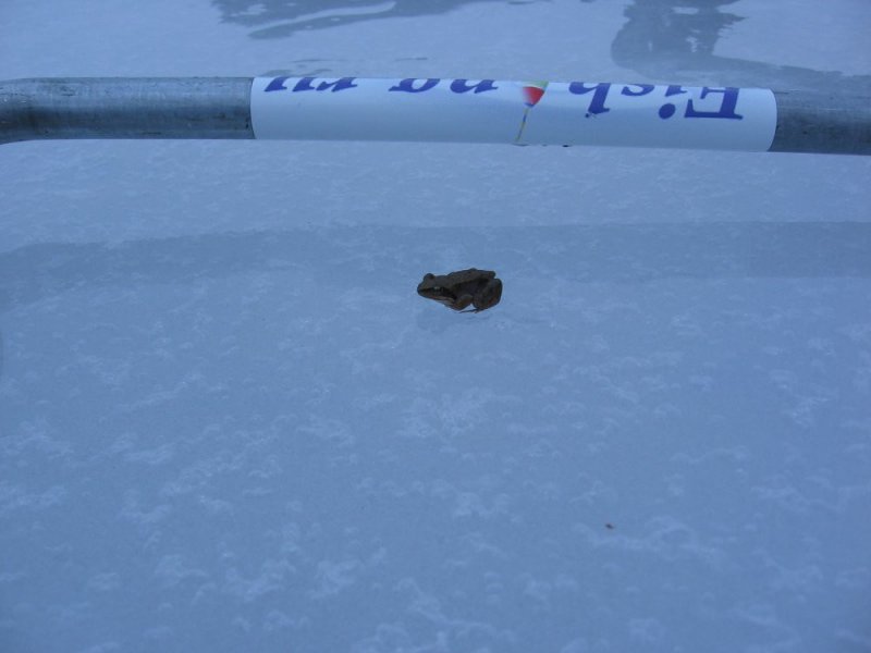 Лягушка на льду