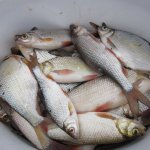 Отчет о рыбалке на реке впадающей в Рыбинское водохранилище