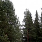 В Госдуму внесён законопроект о приватизации лесов