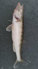 водоемы для рыбалки в ставропольском крае водоемы для рыбалки в ставропольском крае