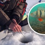 Поиск окуня зимой на незнакомом водоеме: Прикормка и реальные поклёвки