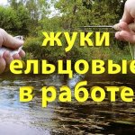 Жуки ельцовые в работе. Ловлю ельца на малой реке сверх уловистой приманкой.