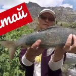 Лучшая Рыбалка в Горном Алтае летом Приглашаем Рыбаков Best Fishing in the Altai Mountains