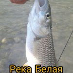 Голавль реки Белой. Рыбалка август 2019