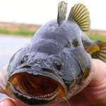 Всё о рыбе ротан: фото, описание, откуда взялся