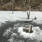 Зимняя рыбалка на мормышку в затопленном лесу.