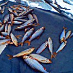 Зимняя рыбалка на опарыша с чесноком,укропом,копчёной колбасой