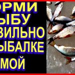 ВСЕГДА БУДЕШЬ С РЫБОЙ НА РЫБАЛКЕ  зимой, когда и сколько нужно добавлять прикормки в лунку