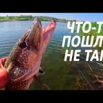 Пять необычных случаев при ловле щуки (руками, отцепом и даже спиной). Сезон 2025
