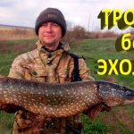 Огромная щука ломает камыш и не лезет в подсак!