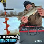 Зимняя Волга: как жерлицы принесли мне судака. Не поверил глазам! Такого улова на жерлицы я не ждал