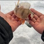 Окуни Бурбинской курьи. Глухозимье всё?