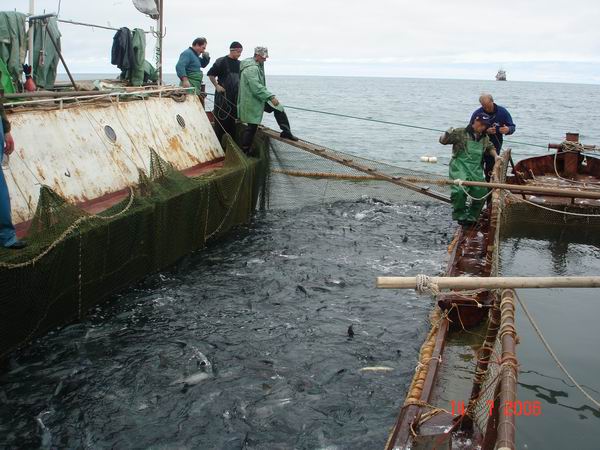Поджали рыбы около 30 тонн. Поставили "живорыбицу" под заливку.