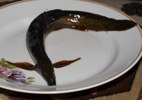 Рыба из желудка налима, длина примерно 15 см