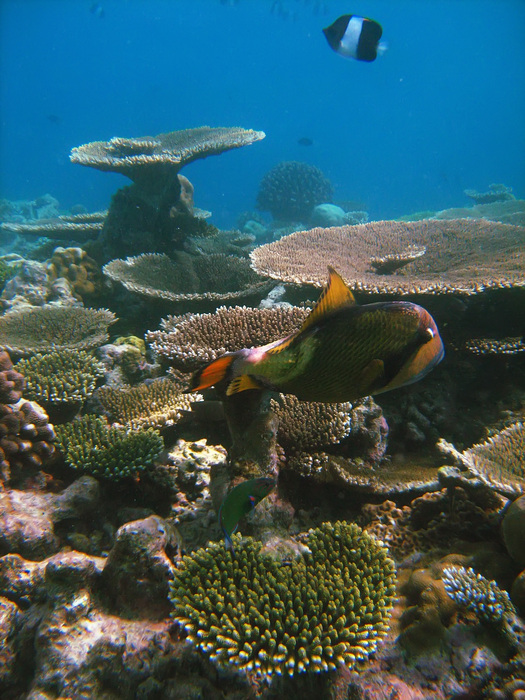Мальдивы. Подводный мир.
