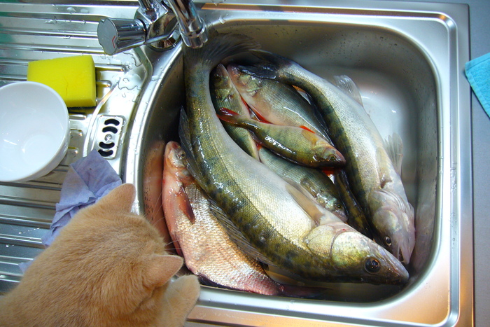 Рыбалка на Обском море 22 марта, окуни и подлещик на мормыху, судак(1,300) на блесну