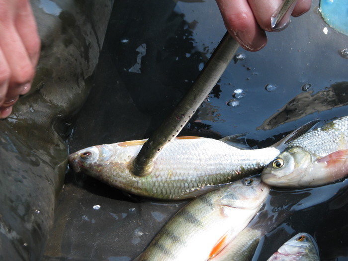 Минога - рыба достаточно редкая в наших краях. Была поймана в Обском водохранилище в районе Красного Яра.