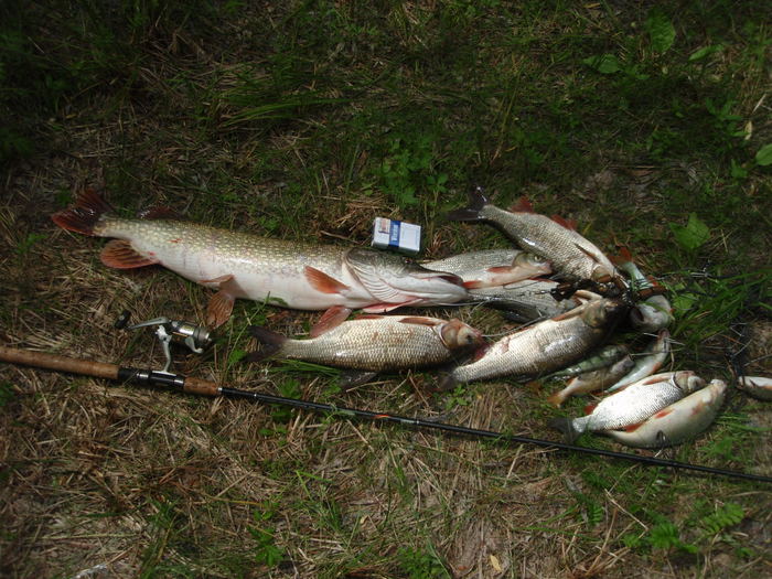 шука 4,200 поймана на мепс №0,рыбачил в районе седовой ,все поймано на блесну .