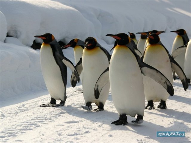 "Пингвины" - подумали люди, "пингвины" подумали -пингвины