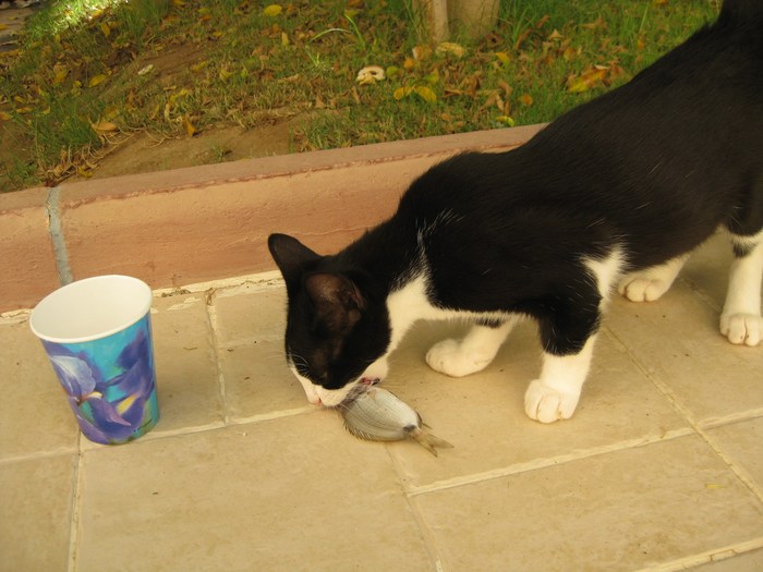 тунисская кошка 
