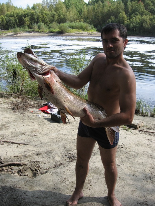 Моя первая в жизни щука, река Икса, недалеко от Подгорного, Томская область, 7кг., воблер краснолобик за 120р.