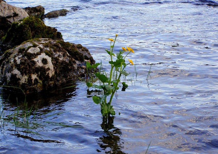 После дождя. Вода прибывает