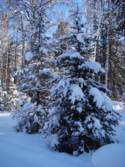Немногие знают, как очарователен  Алтай зимой! Воздух прозрачный, звенящий, хрустальный…