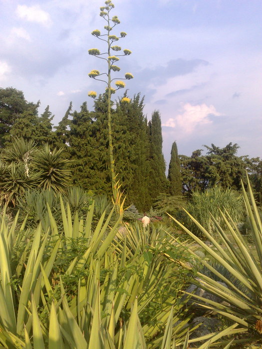 цветок кактуса высота1 9м