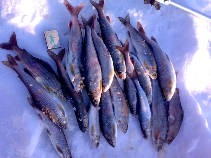 Итог рыбалки на Тайдоне 10.04.10