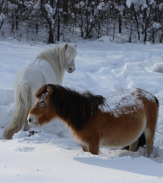И лошадки якутские, то же в шубках - холодно, однако....