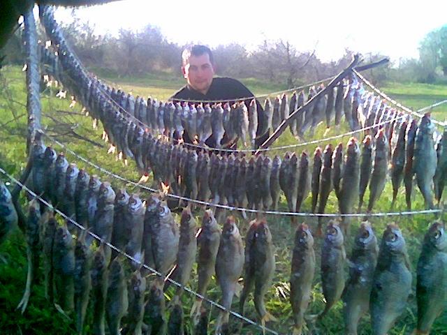 Когда можно ловить воблу в 2024 году. Вобла рыбалка. Рыбалка в Астрахани на воблу. Снасть Астраханка на воблу. Ловля воблы в Астрахани весной.