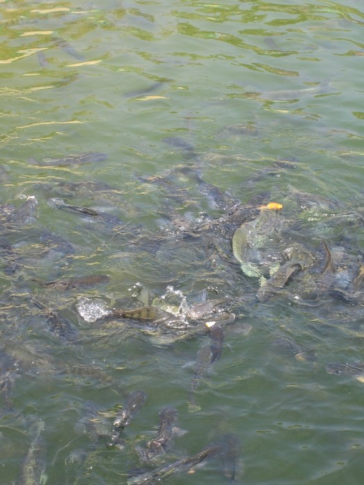 зима 2008 ОАЭ, рыбки проголодались