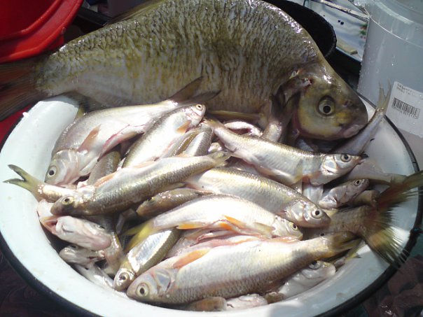Лето 2009.стандартный улов за утро на Инюшке.
За тазик и чищенную не ругать,редко фотаюсь на рыбалке.