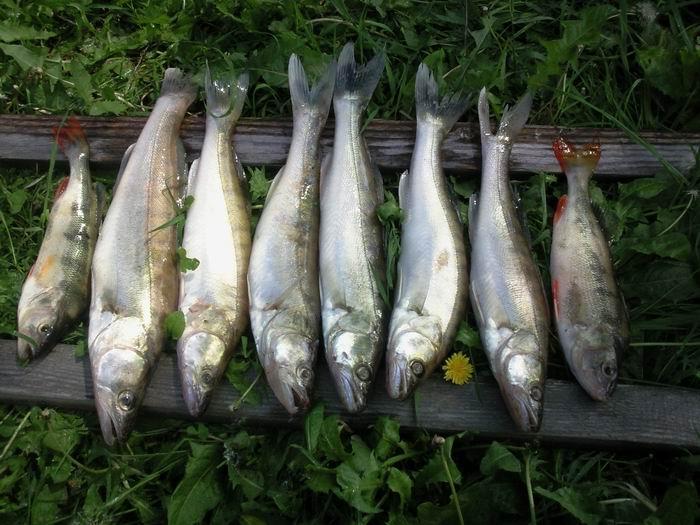 Утренний улов – нехудожественная раскладка рыбьих трупиков на природе