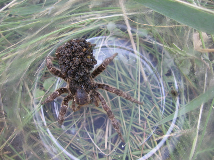 Wolf Spider Natureza