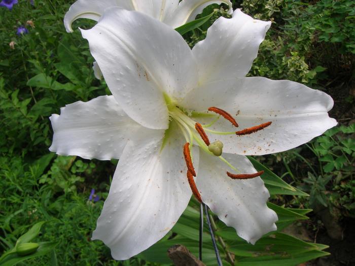 самая крупная лилия в саду красивая диаметр 27см пахучяя запах классный