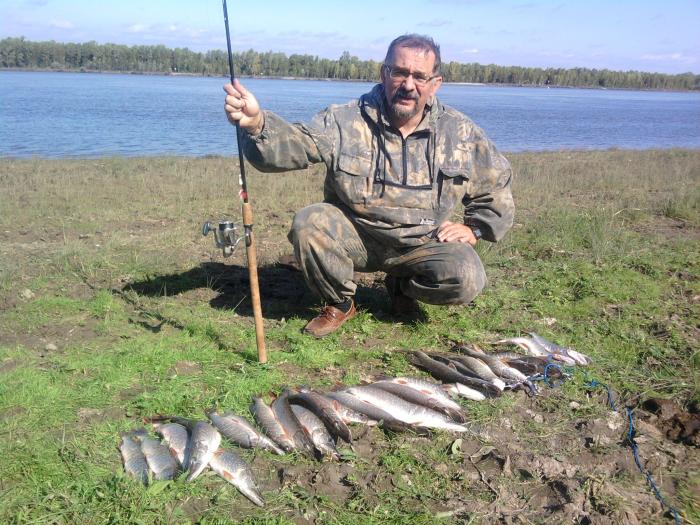 Одно утро нормального клева и 26 зубастых на кукане!