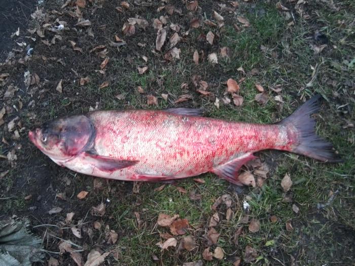 Вот такую рыбину поймали наши рыбаки из нащей компании 4 ноября на Оби. По видимому это толстолобик 