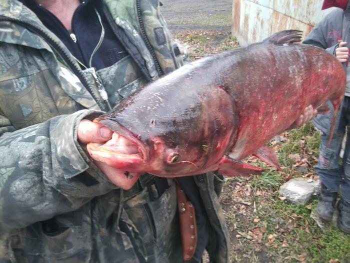 Вот такую рыбину поймали наши рыбаки из нащей компании 4 ноября на Оби. По видимому это толстолобик